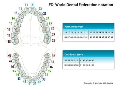 FDI-World-Dental-Federation-notation