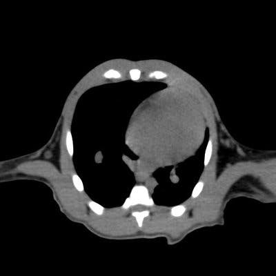 Normal Thorax CT of a Koala (Phascolarctos Cinereus Adustus)