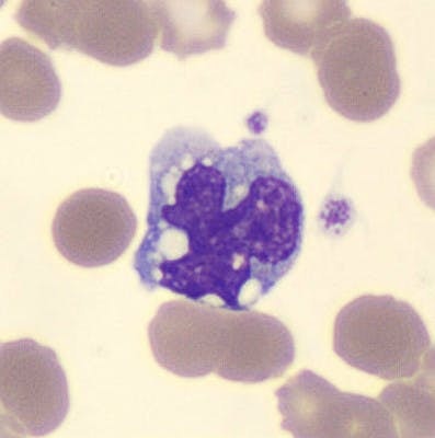 Monocyte, MGG coloration, cellavision DM1200, x100