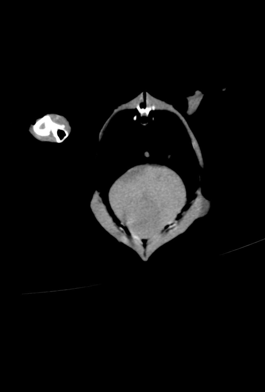 CT of a Toco Toucan (Ramphastos Toco)