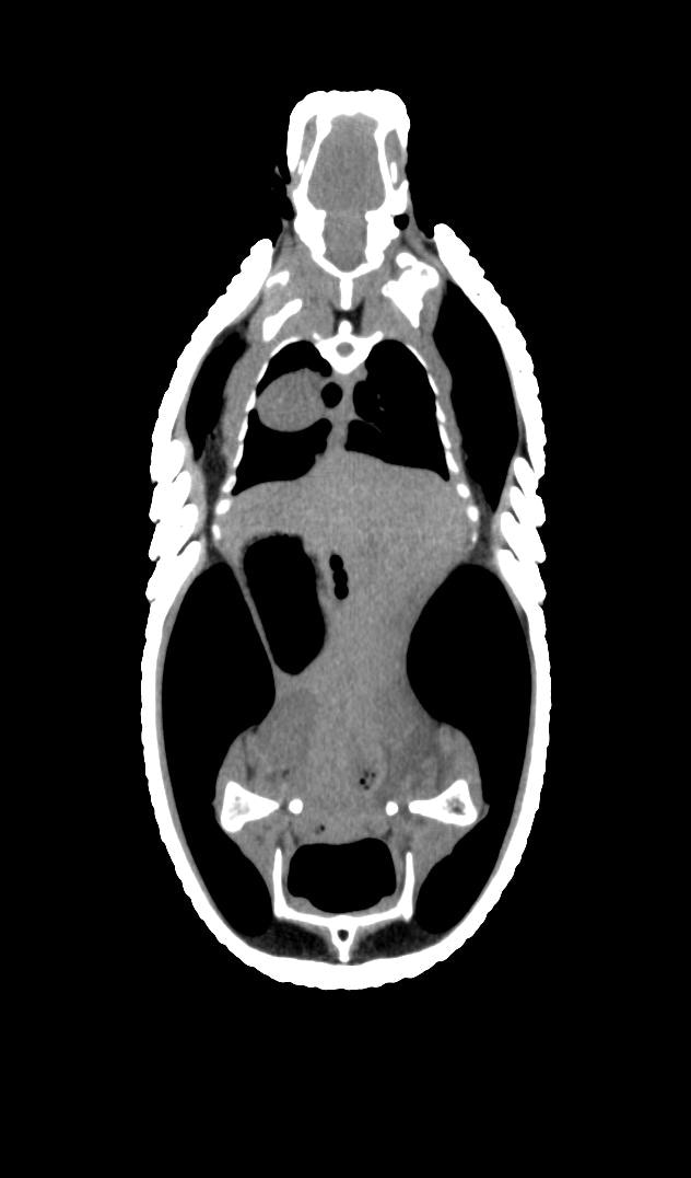 CT of a Southern Three Banded Armadillo (Tolypeutes Matacus)