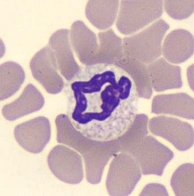 Neutrophil, MGG coloration, cellavision DM1200