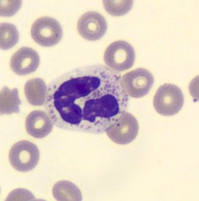Neutrophil, MGG coloration, cellavision DM1200, x100