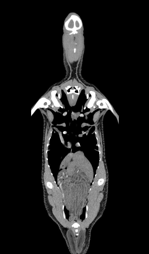CT of a Humboldt penguin (Spheniscus Humboldti)